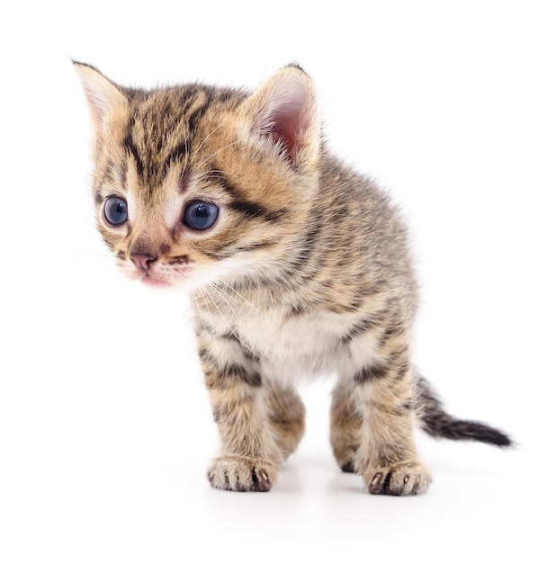 Kitten on white background