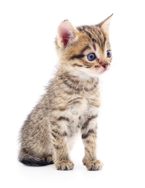 Kitten on white background