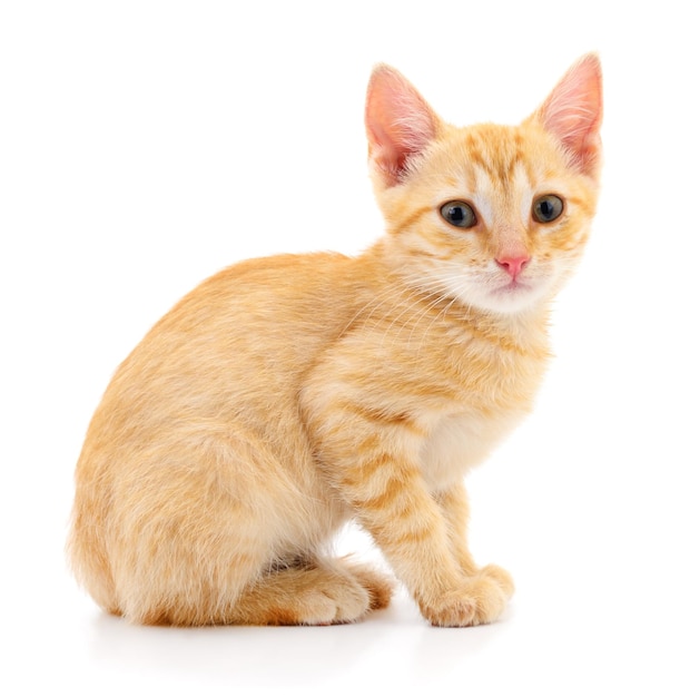 Kitten on white background