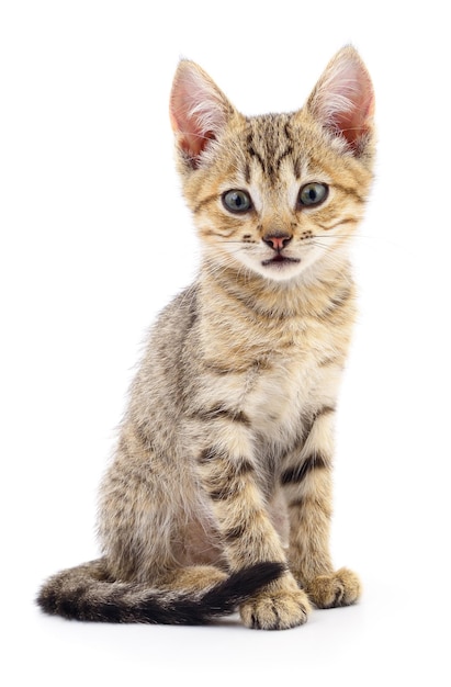 Kitten on white background