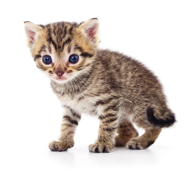 Kitten on white background