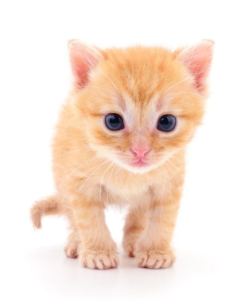 Kitten on white background