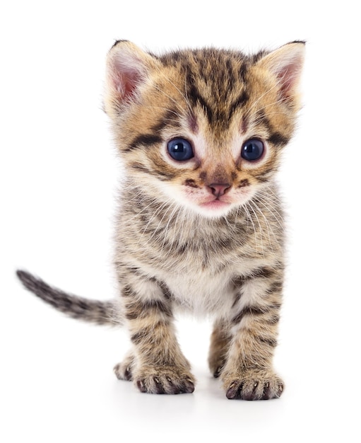 Kitten on white background