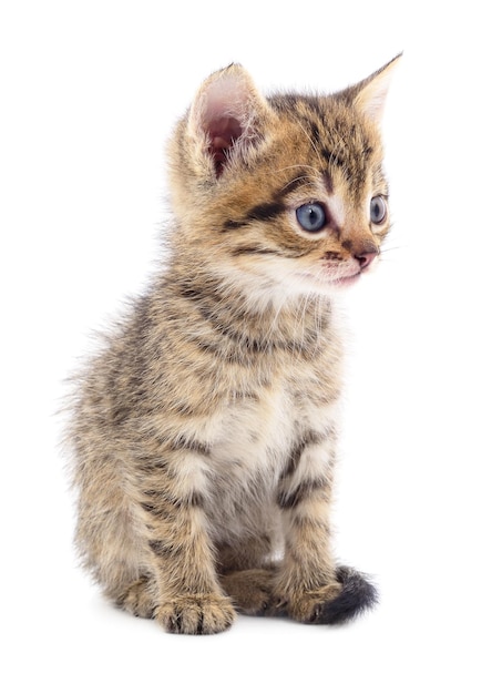 Kitten on white background