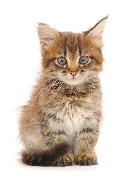 Kitten on white background