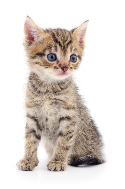 Kitten on white background