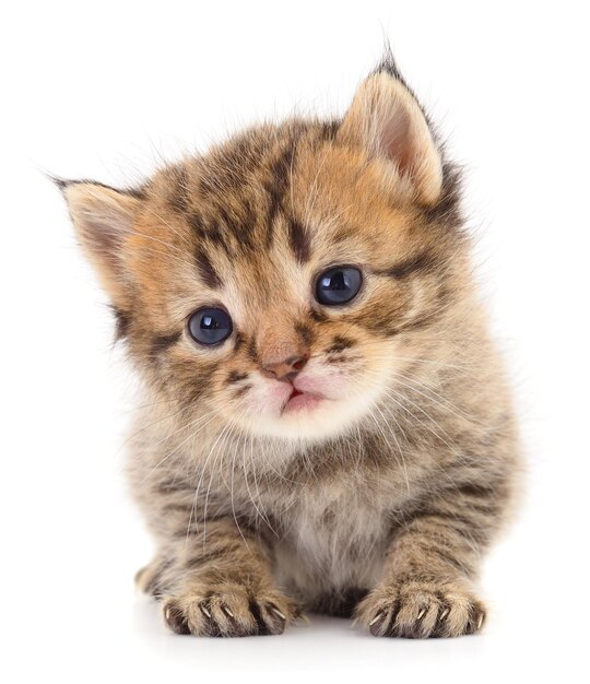 Kitten on white background