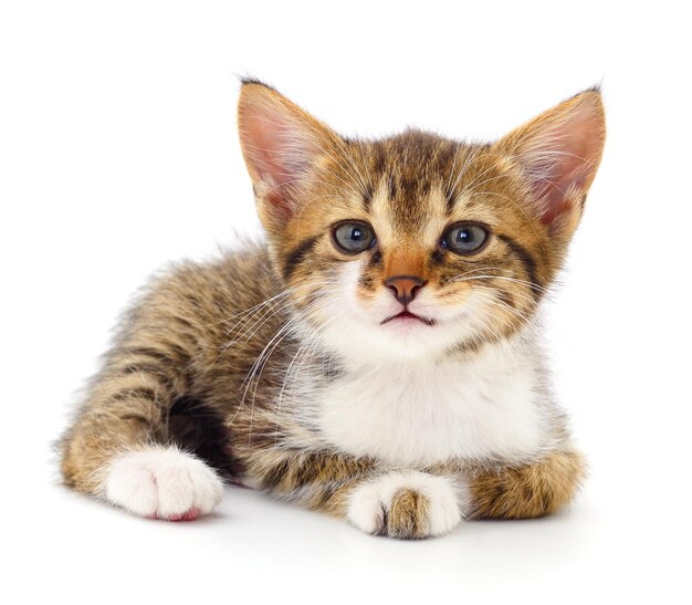 Photo kitten on white background