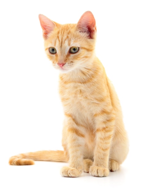 Котёнок на белом фоне