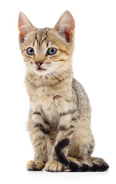 ⁇ 색 바탕 에 있는 새끼 고양이