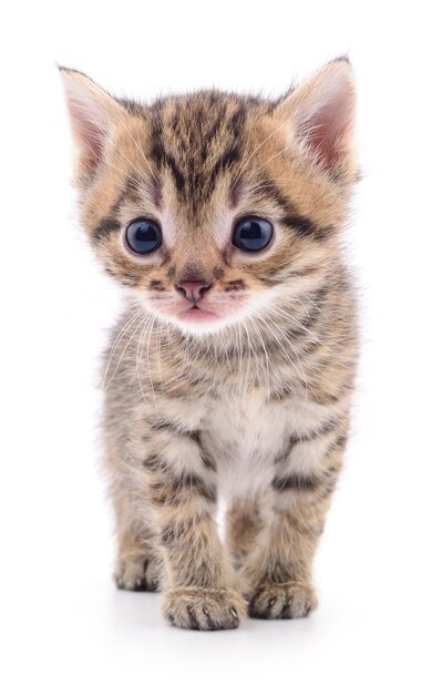 Котёнок на белом фоне