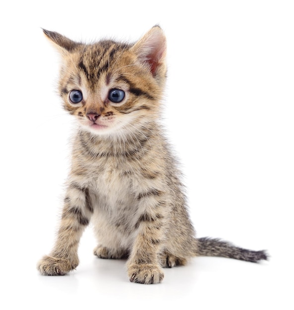 白い背景の子猫