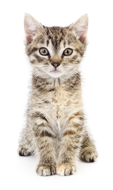 Kitten on a white background