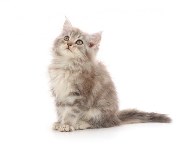 Kitten on a white background