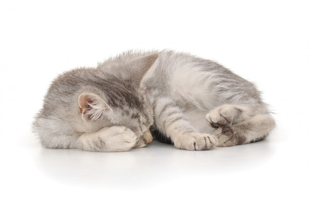 Kitten on a white background