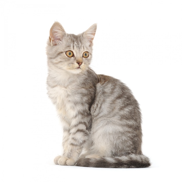 Kitten on a white background