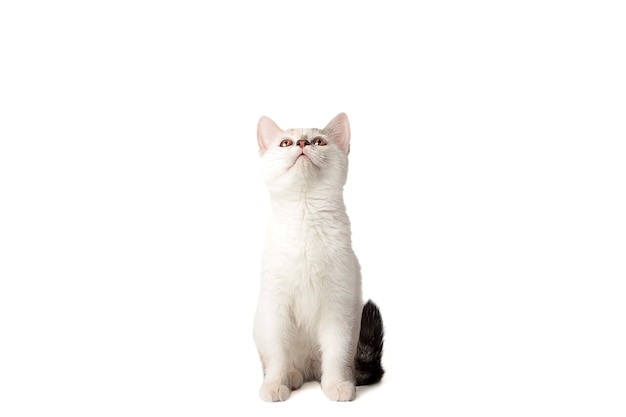 kitten on a white background