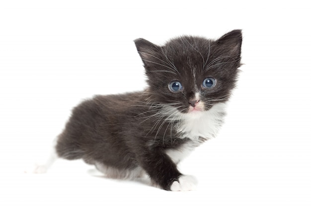 Kitten on a white background