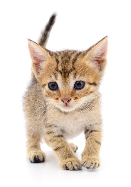 Kitten on white background