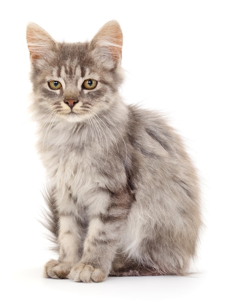 Котёнок на белом фоне