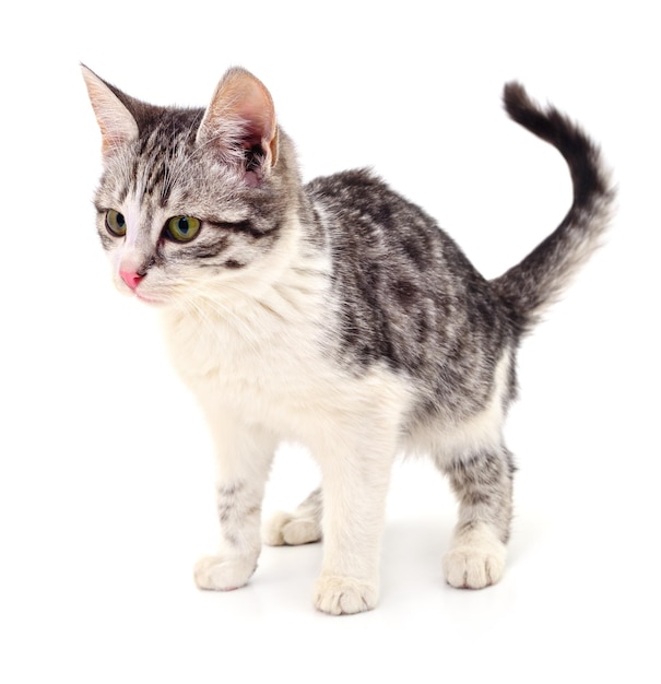 白い背景の上の子猫