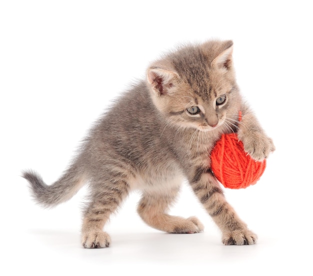 Kitten with ball of yarn