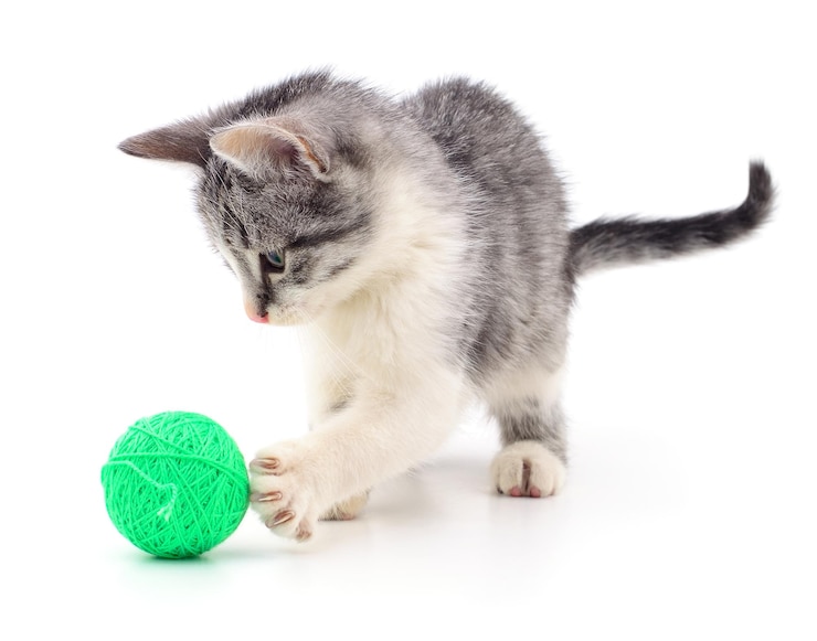 Photo kitten with ball of yarn