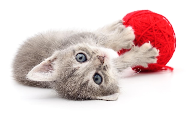 Kitten with ball of yarn