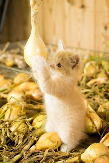 Kitten with bunny lip.