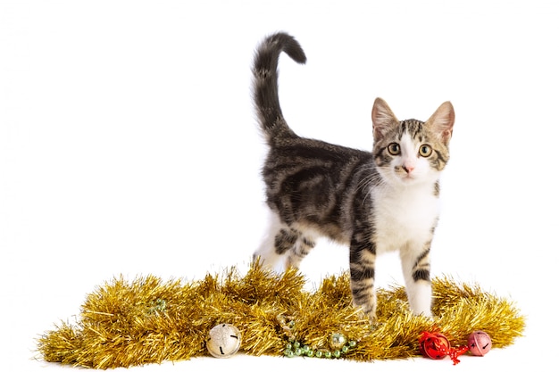 Kitten with Christmas garlands