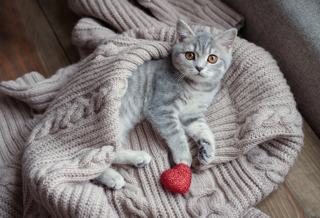 котенок с сердечком в День святого Валентина