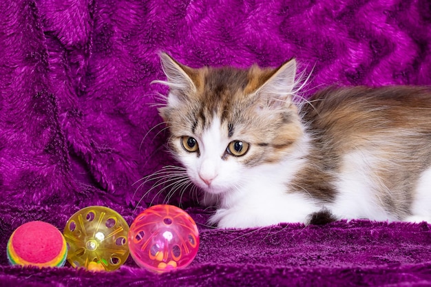 Kitten with a toy on a purple background