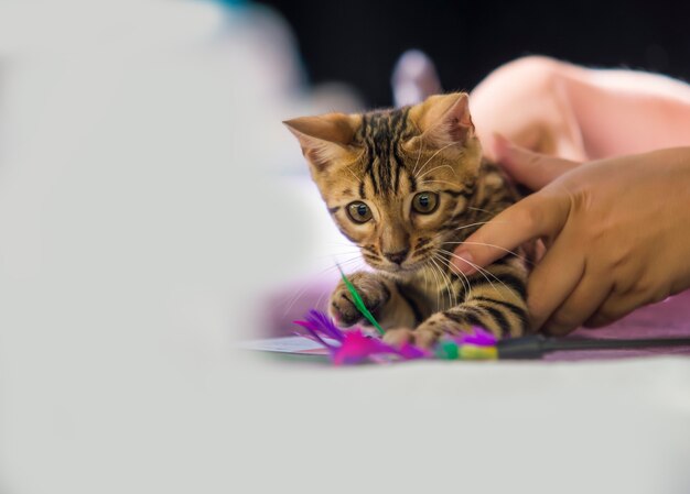 Kitten with toy