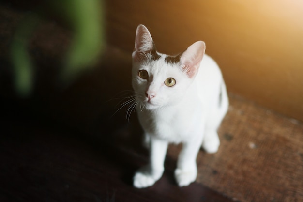 Kitten Witte kat zitten en genieten op houten vloer met zonlicht