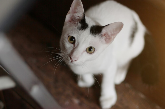 Kitten Witte kat zitten en genieten op houten vloer met zonlicht