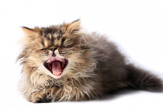 Kitten yawning isolated on white background. Persian breed of of cat