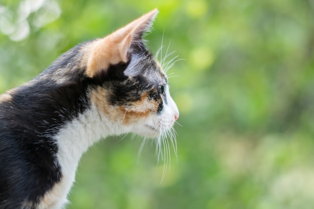 사진 고양이 새끼