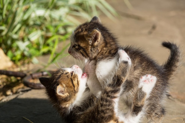 子猫