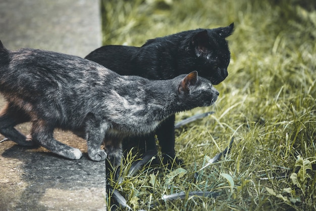 Фото Котята играют на заднем дворе дома