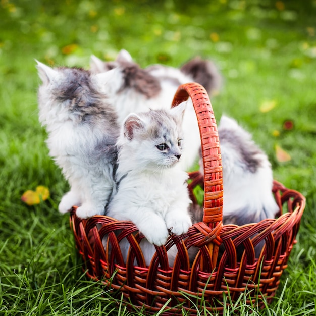 屋外の芝生の上のバスケットの子猫