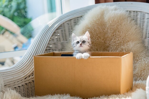 Foto kittens in een container