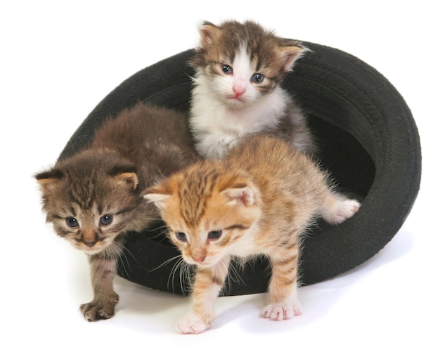 Kittens in een hoed