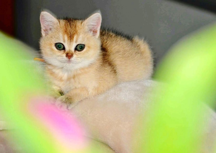 Foto kittens klein