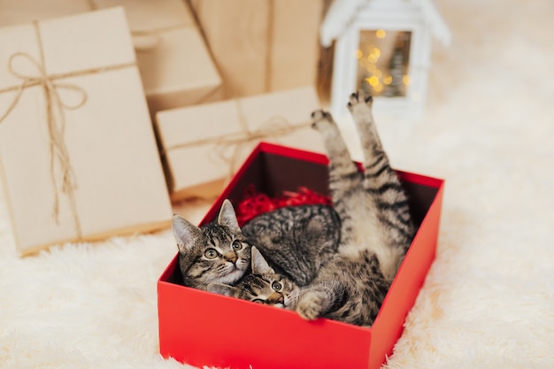 Kittens liggen in de rode geschenkdoos.