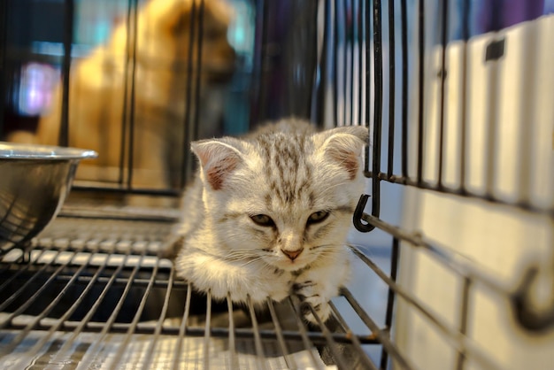 Kittens in the pet store