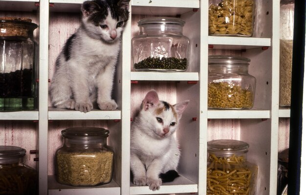 Photo kittens in shelves in between spices at kitchen