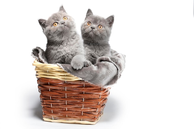 Kittens sit in a basket