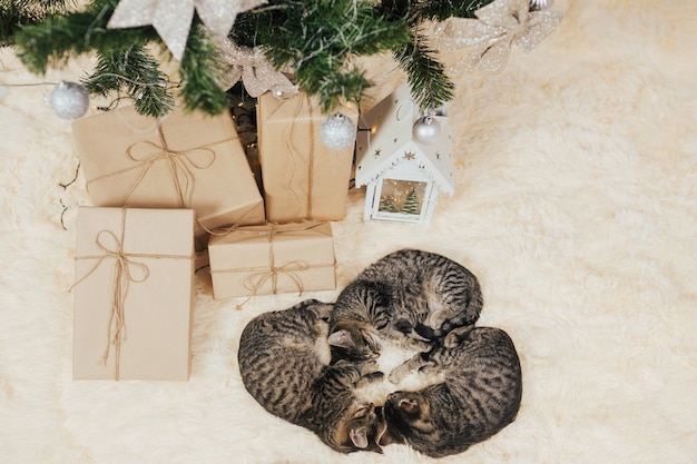 Kittens slapen in de buurt van geschenkdozen.