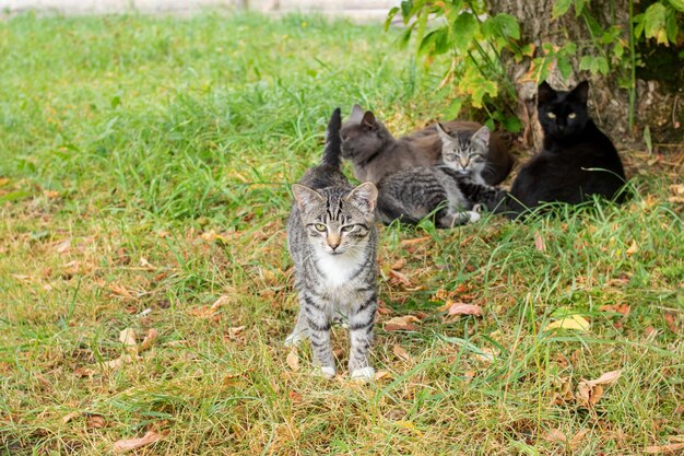 Kittens sleep in a heap in the grass