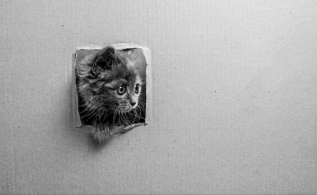 Foto kittens snuit stak uit gescheurd karton zwart-wit foto